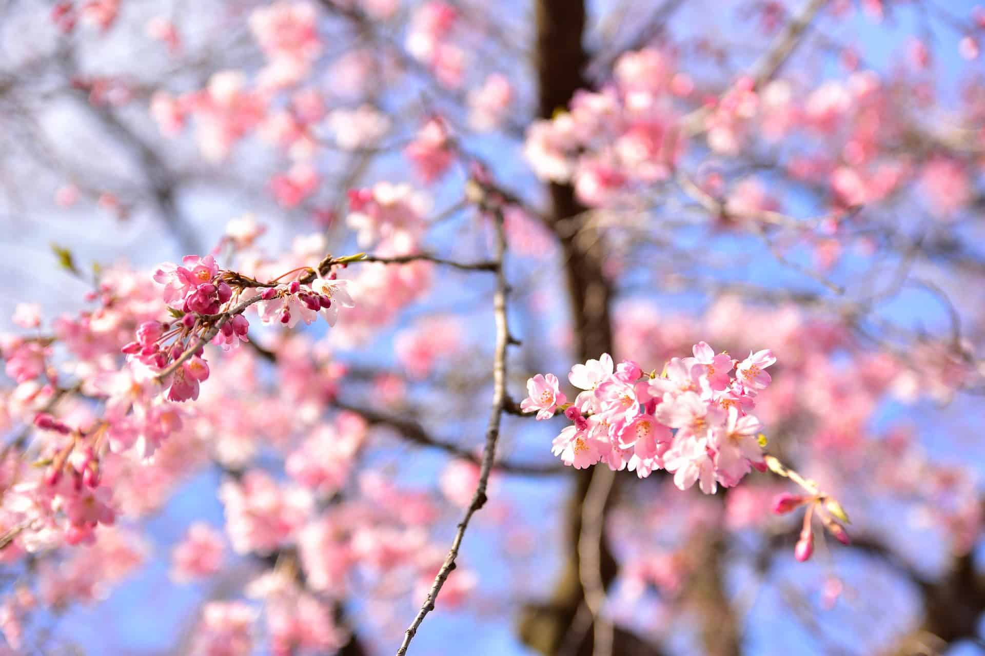 Lire la suite à propos de l’article Japon