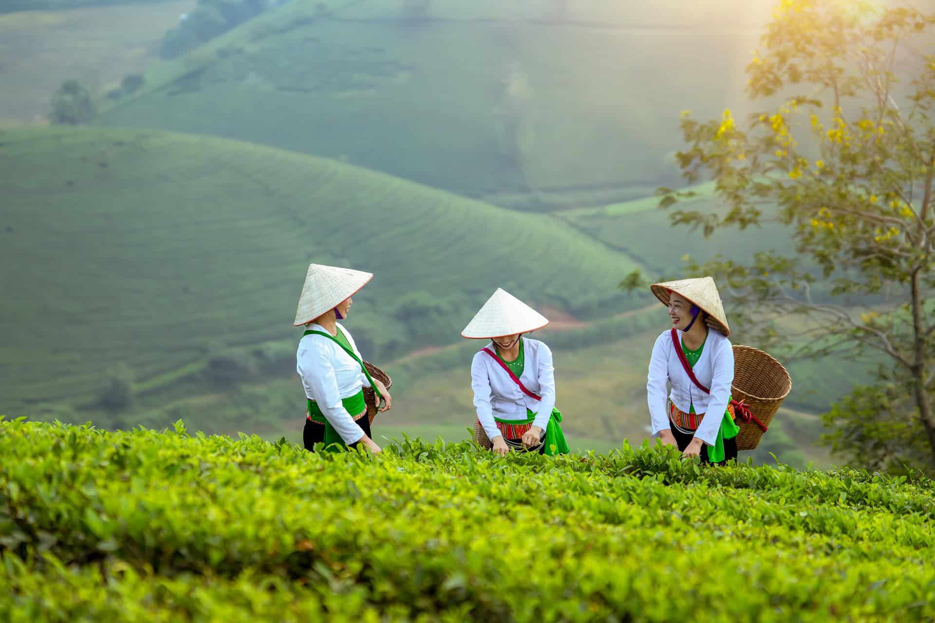 Lire la suite à propos de l’article Vietnam